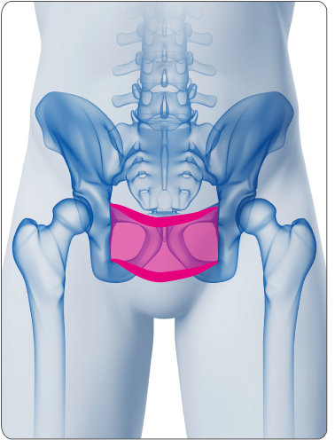 pelvic1-